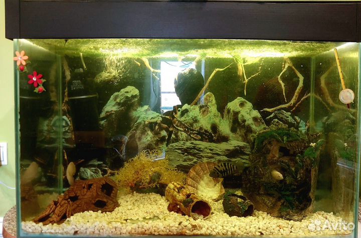 Продам аквариумы