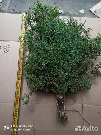 Веники можжевеловые