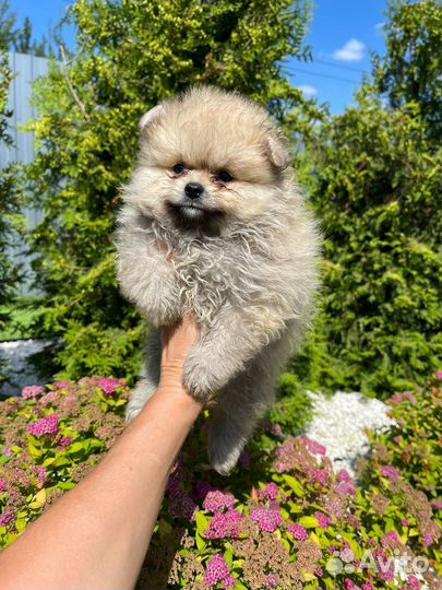 Померанский шпиц мини