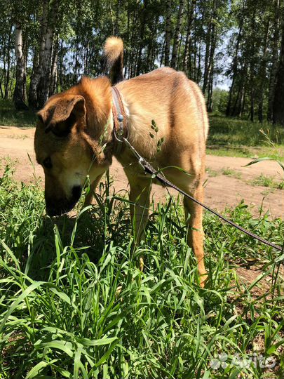 Замечательная собака в добрые руки бесплатно