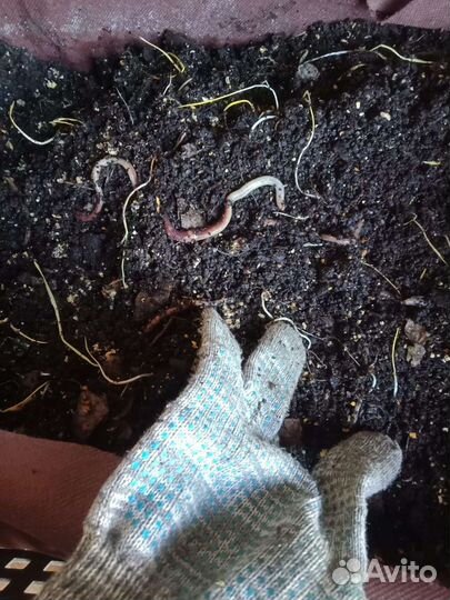 Червь Дендробена Венета 500г для рыбалки и удобрен