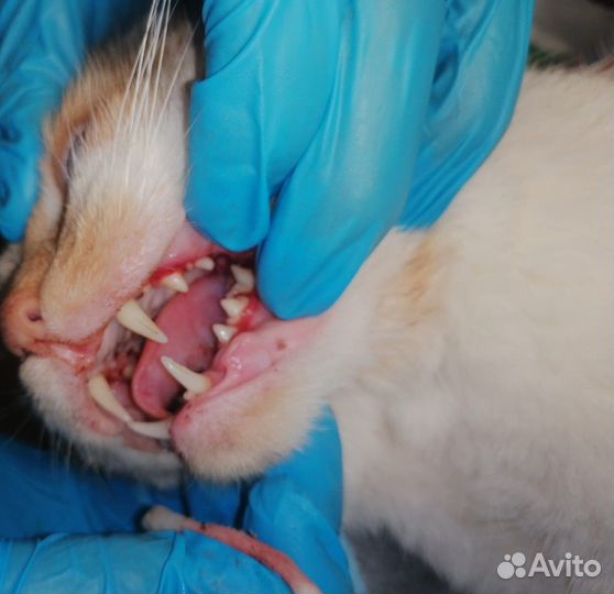 Услуги Ветеринарного Врача