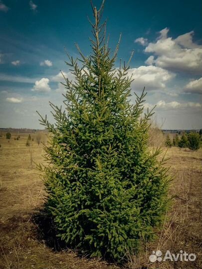 Ель сибирская (саженцы)