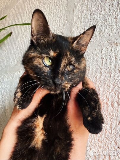 Очень умная, спокойная кошка мечта черепашка