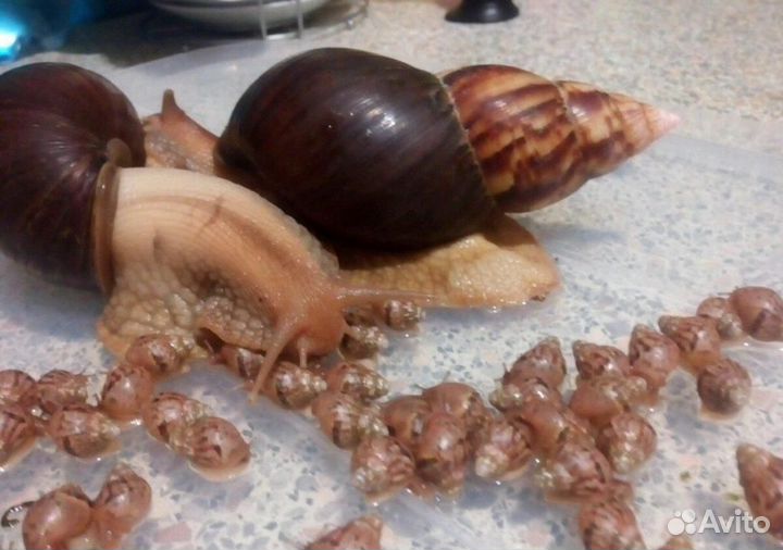 Улитки ахатины