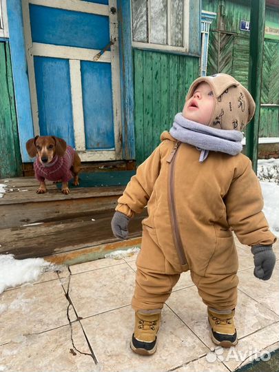Вязка собак такса