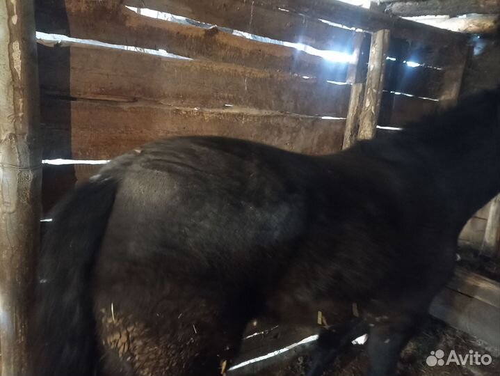 Продается кобыла