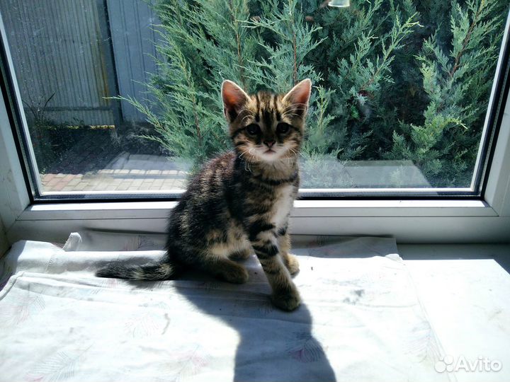 Отдам милых котят в добрые руки