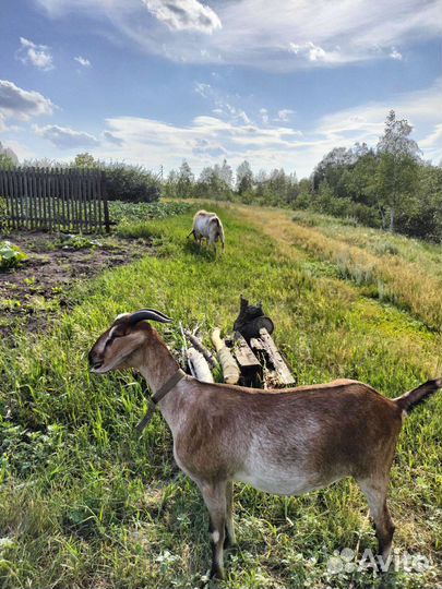 Козочка нубийская