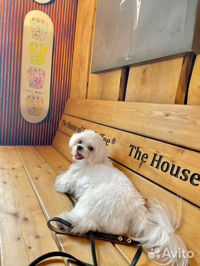 Болонка вязка