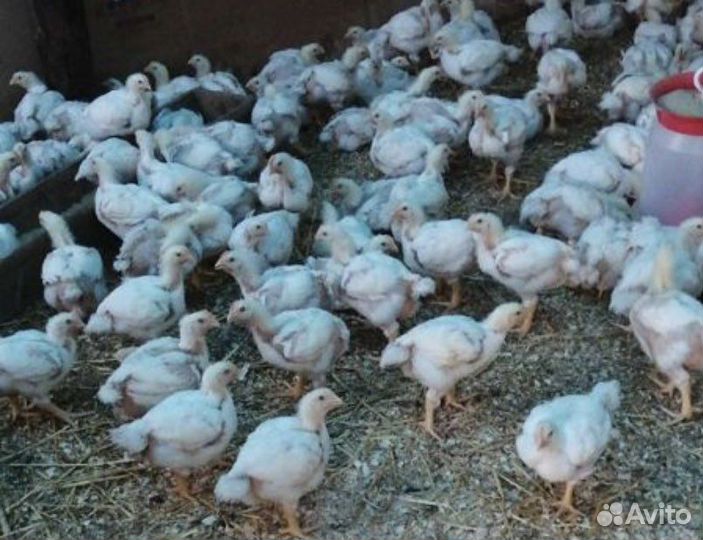 Индюшата,гуси,утки,бройлеры