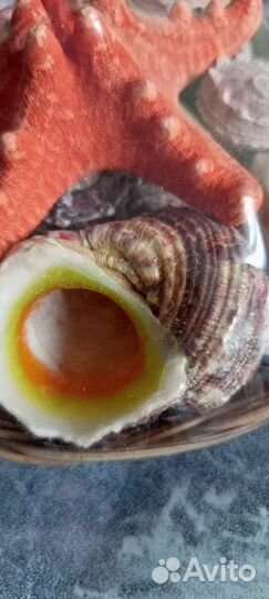 Набор ракушек