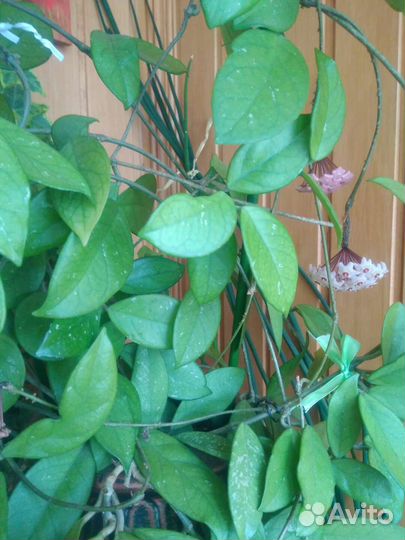 Цветок эхеверия в горшке и хойя