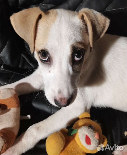 Собака щенок Грета Для Души в добрые руки