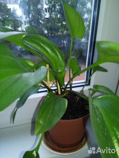 Комнатные растения цветы