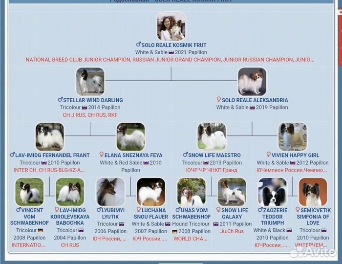 Папийон вязка