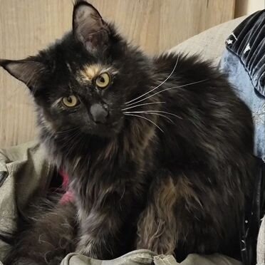 Мейн-кун, взрослая кошка