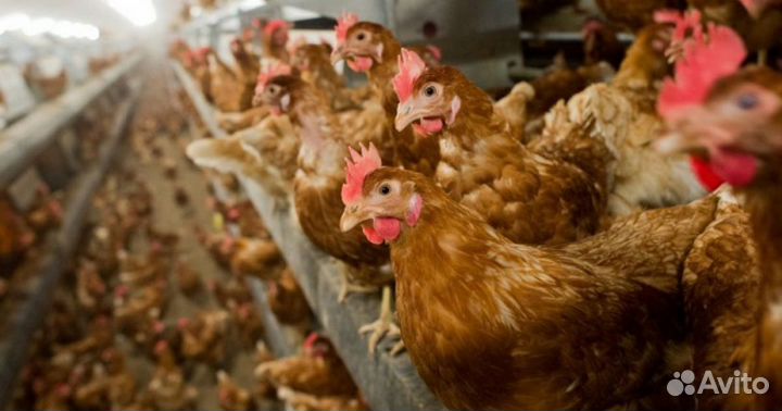 Куры несушки