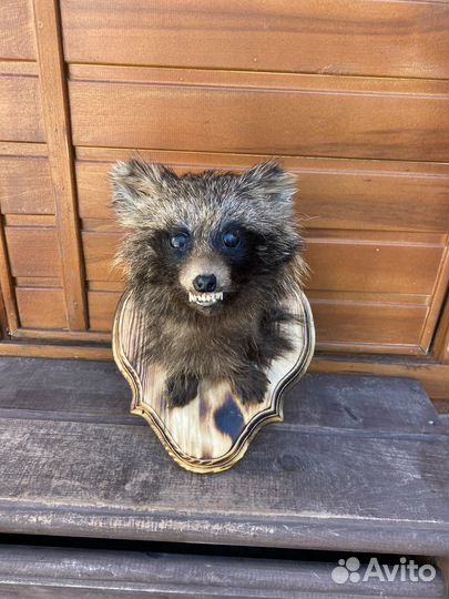 Чучело птицы