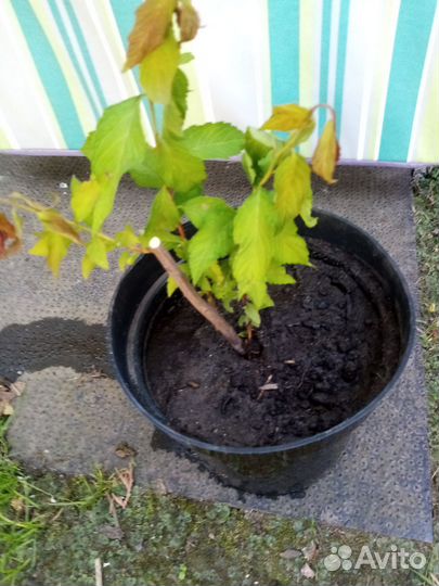 Барбарис. Спирея Голдфлейм куст