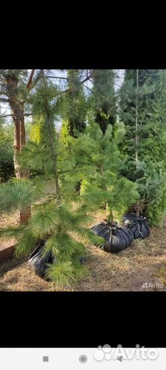 Саженцы пихты, кедра