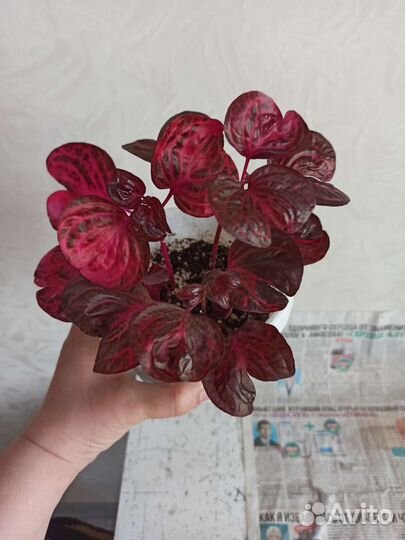 Букеты цветов живых,на подарок