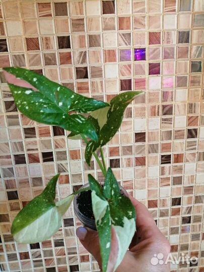 Продам сингониумы