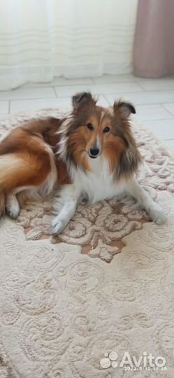 Щенки шелти