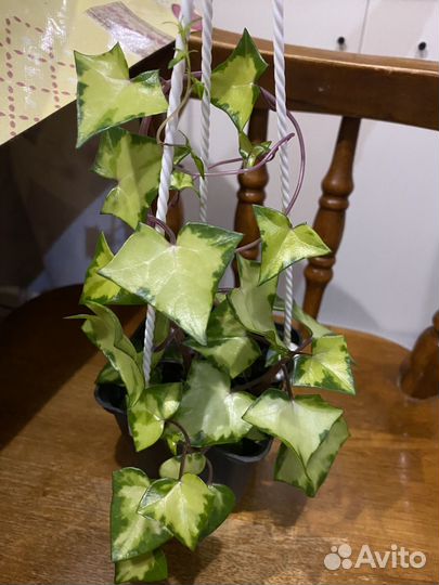 Крестовник крупноязычковый