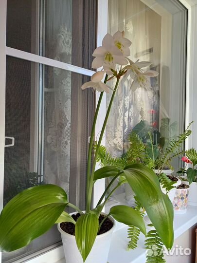 Эухарис(лилия)