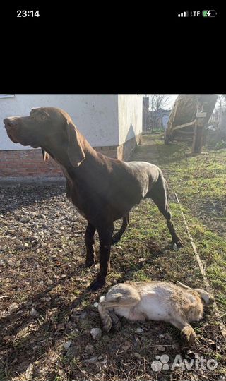 Щенки курцхаара