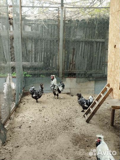 Цыплята, инкубационное яйцо павловских кур