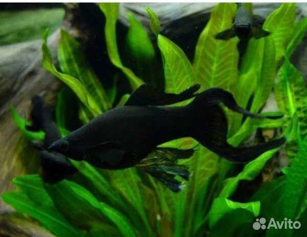 Аквариумные рыбки и растения для ценителей