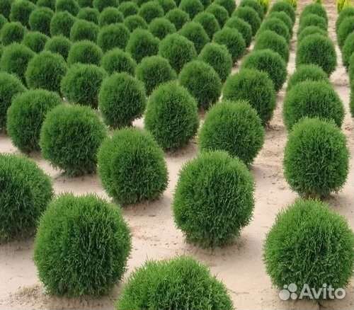 Туя Литлл Гиант