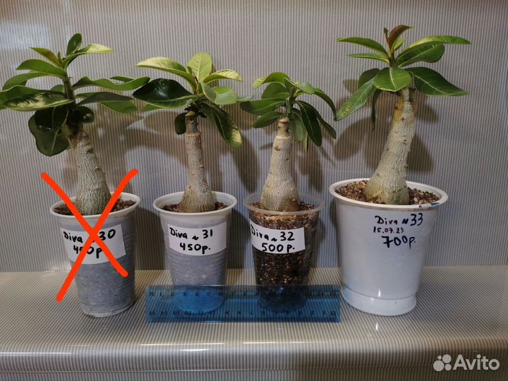 Адениумы привитые красивые в наличии, крупные