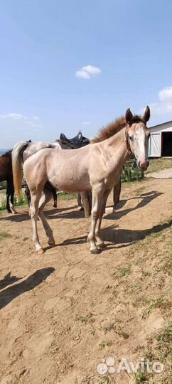 Жеребцы, жеребята