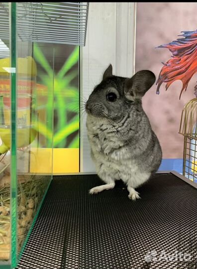 Грызуны декоративные