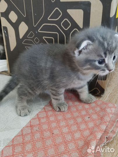 Котенок в добрые руки