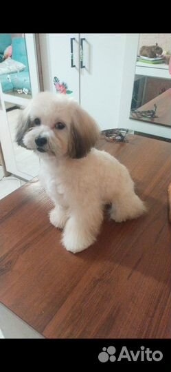 Малышка на продажу