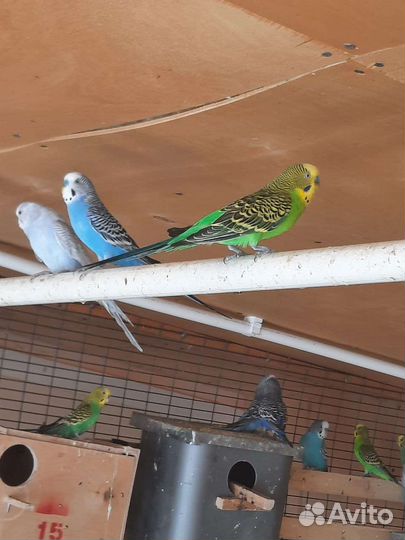 Попугай волнистый