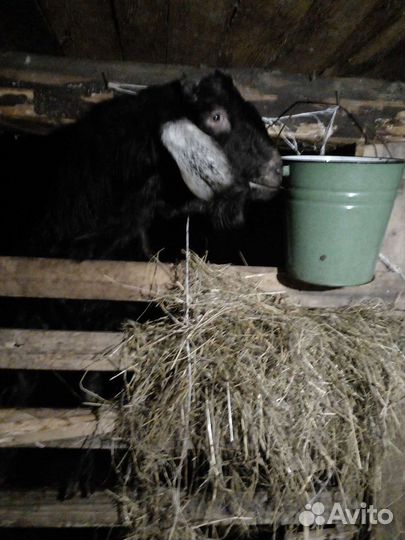 Нубийские козы козлята