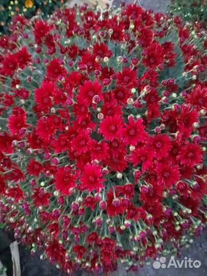 Хризантема мультифлора