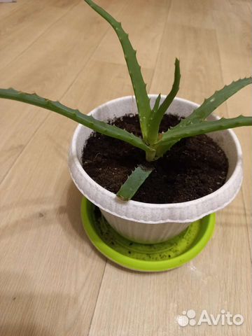 Алоэ столетник