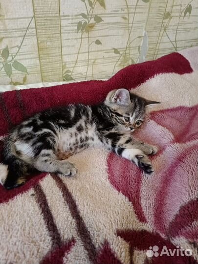 Шотландские прямоухие котята