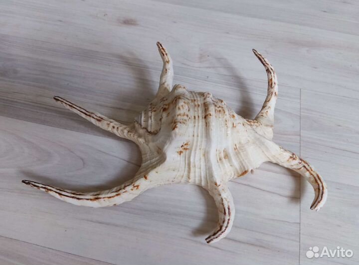 Ракушка среднеземноморская