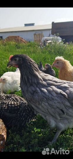 Куры молодки несушки