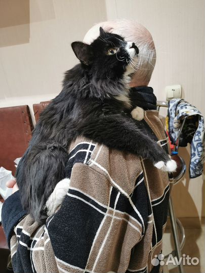 Маркиз де Кис-Кис ищет дом