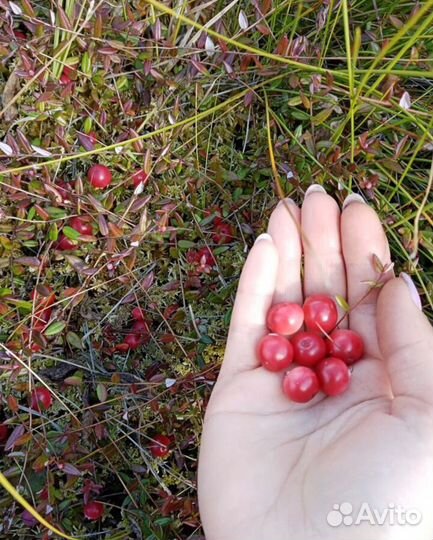 Клюква в наличии