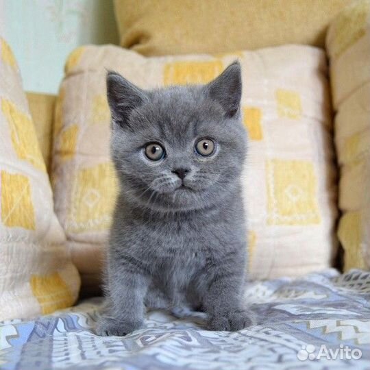 Британский голубой котенок
