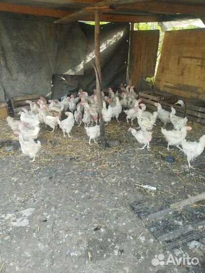 Курицы несушки с доставкой